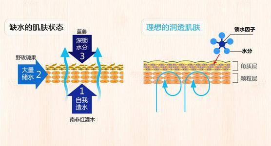 凡士林身体乳的香味是哪种