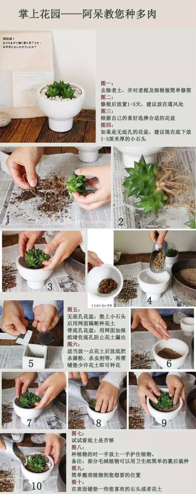 多肉植物种植