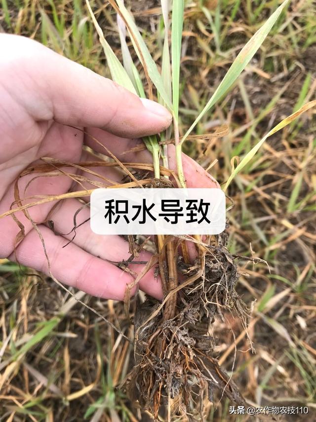 立春前后，小麦田间除草、病虫害防治很重要！看了不后悔！5