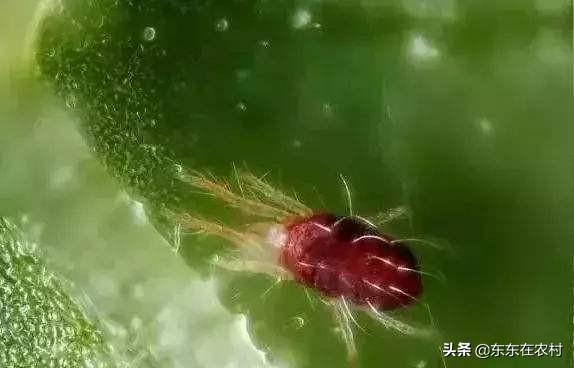 缺节瘿螨引起葡萄毛毡病为害症状、原因以及防治措施2