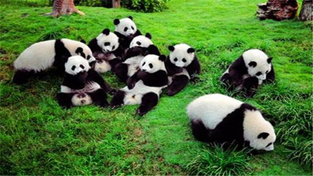 大熊猫的习性