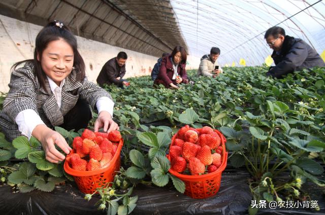 种出的草莓颜色不红、果实不甜怎么办？这6个管理技巧能帮你6