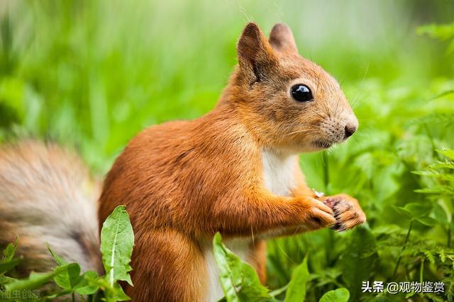 关于松鼠的资料