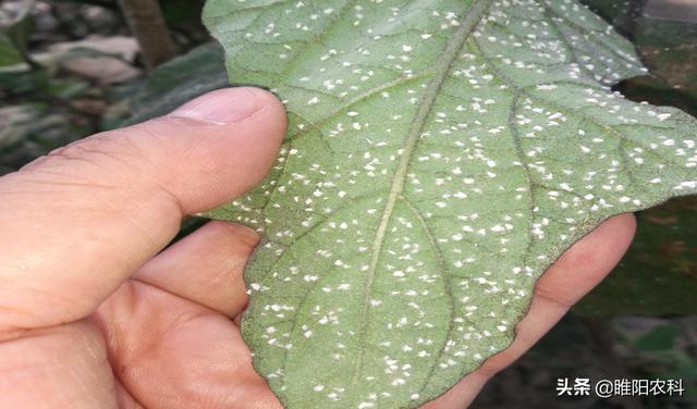 这个新药最厉害，防治抗性白粉虱、蚜虫，只需几秒钟就可击倒害虫3