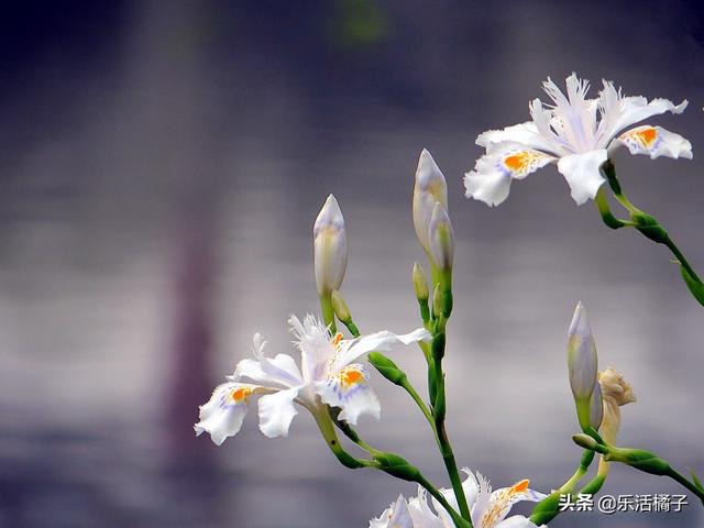 鸢尾花花语