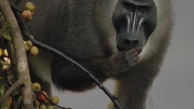 比豺狼还可怕的动物-山魈：世界上最大最凶猛的猴科灵长类动物-第5张图片-趣闻屋