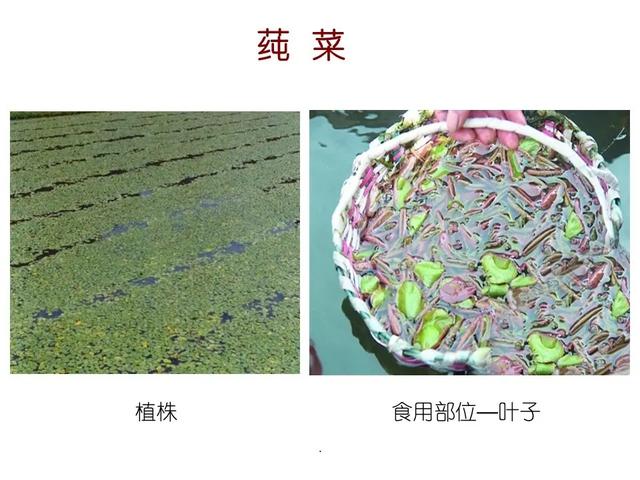 水生植物 水生植物（水生植物种植施工方案） 生活