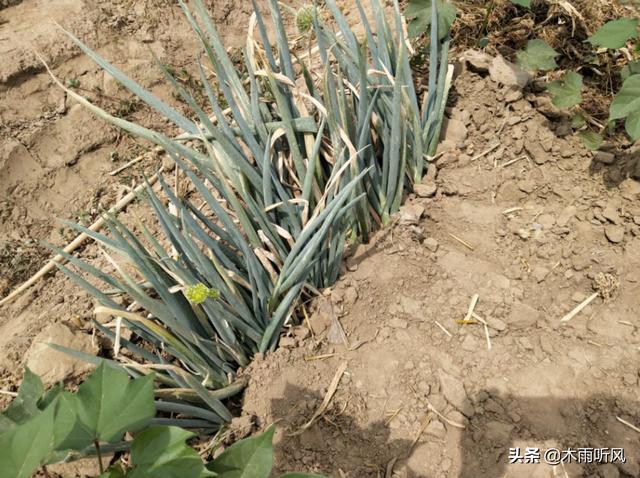 种植的大葱，出现烂根是什么原因？如何防治？2