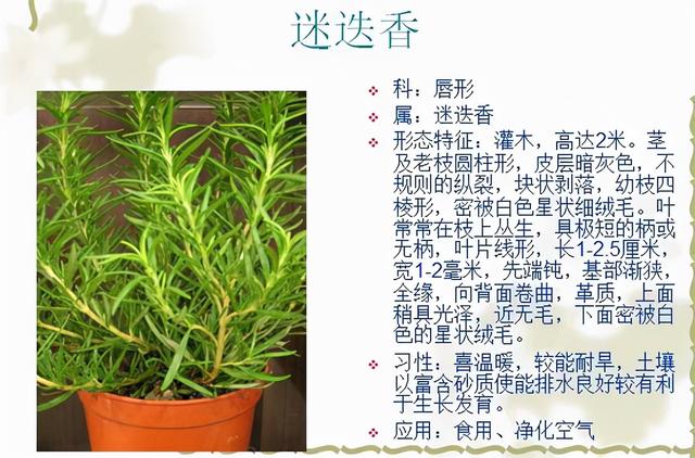 观花植物 观花植物（木本观花植物） 生活