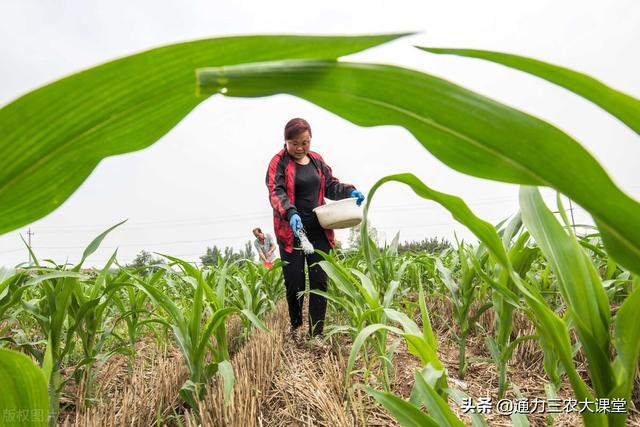 玉米追肥用尿素好还是用叶面肥好，用它追肥省工省时增产明显