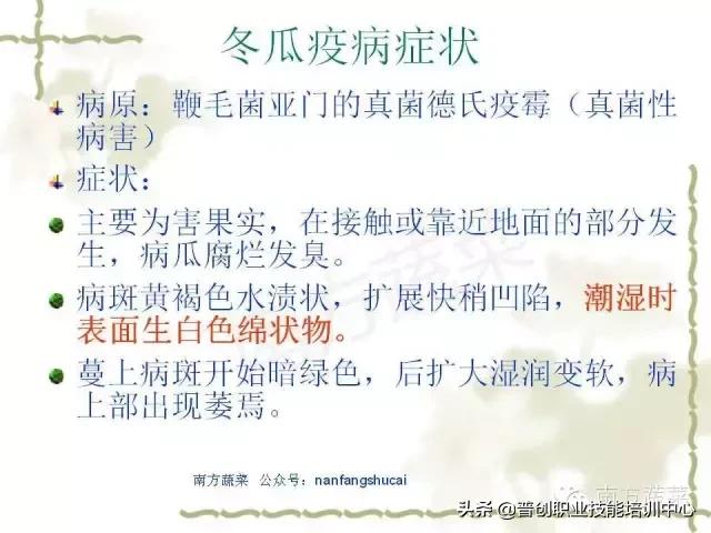 【作物病害】冬瓜常见病害识别及防治大全（推荐收藏）10