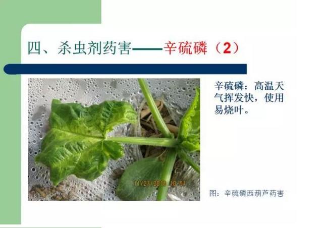 夏季高温，虫螨腈在这些作物慎用！已有农资店赔了几万21