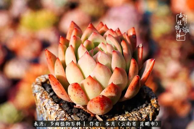 安康石英砂洗砂机厂家电话