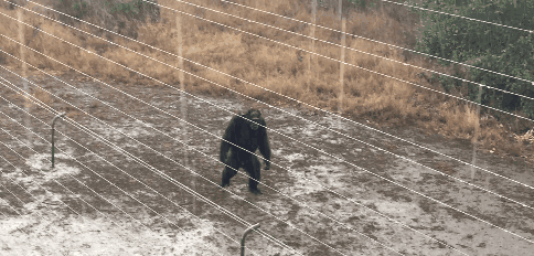 人类都是早产儿？科学家：怀孕21个月才足月，自然选择使人类早产