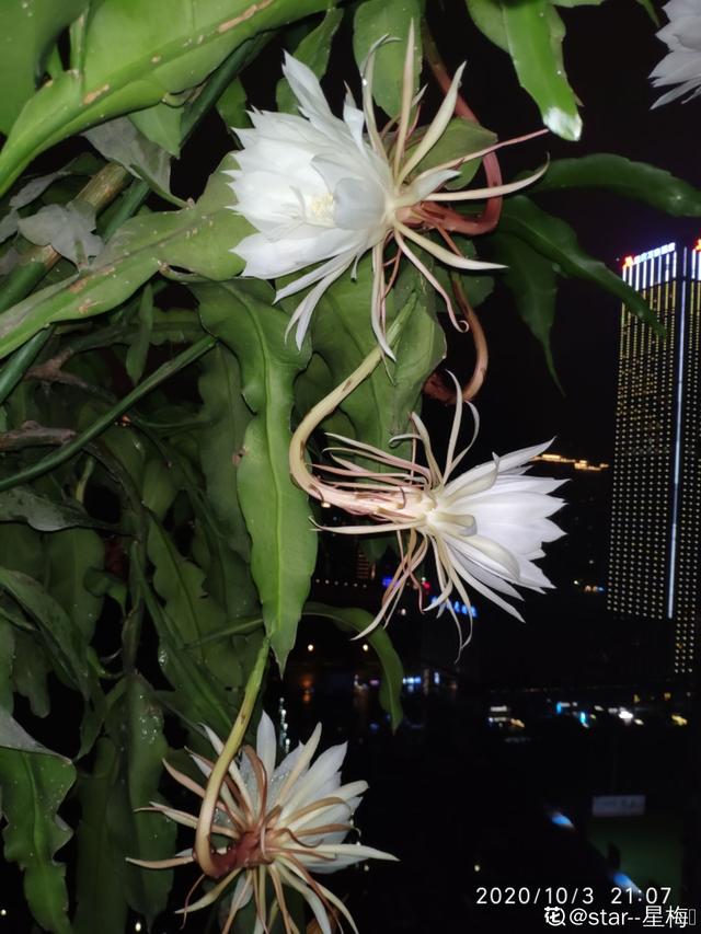 昙花图片