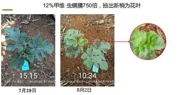 甲维·虫螨腈真“高效”！不仅杀虫还“杀苗”！西瓜用了可能绝收7