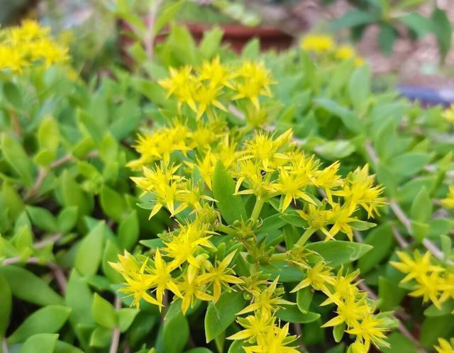 保肝降酶之垂盆草介绍