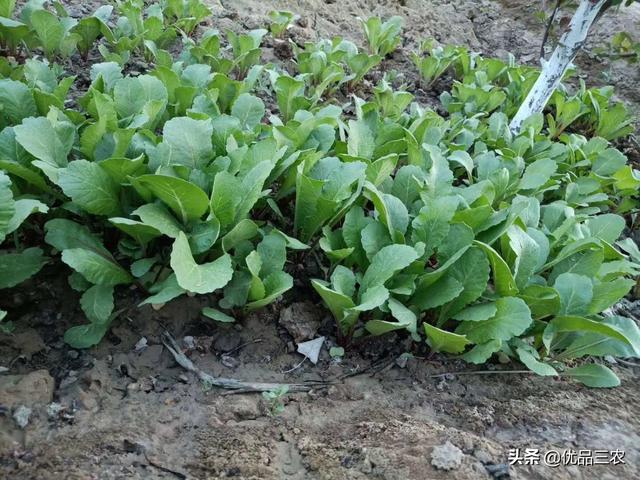 老**传下来4个青菜打虫配方，值得学习借鉴，这样的蔬菜无公害