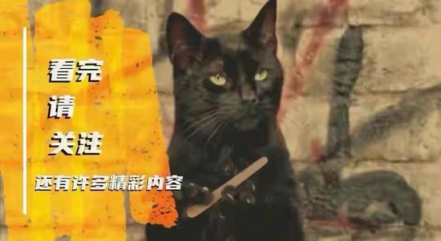 猩猩妈妈教孩儿功课的时候：复杂问题耐心宽容，简单问题也会烦躁