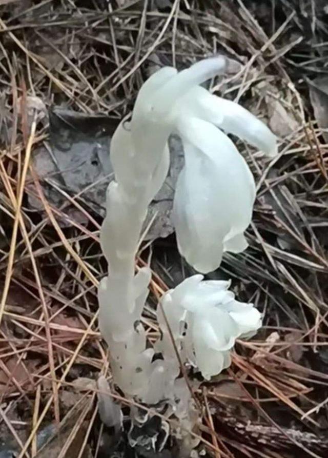 幽灵之花