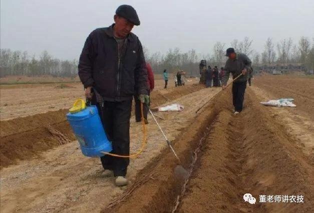 山药种植及病虫害管理技术3