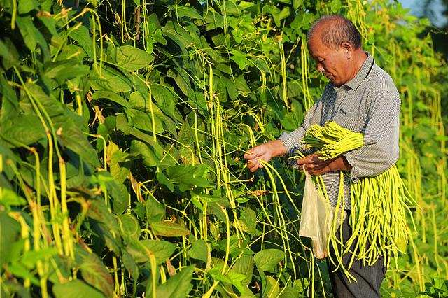 冬季也能种豆角，掌握4点种植技术，冬季大棚豆角长得好2