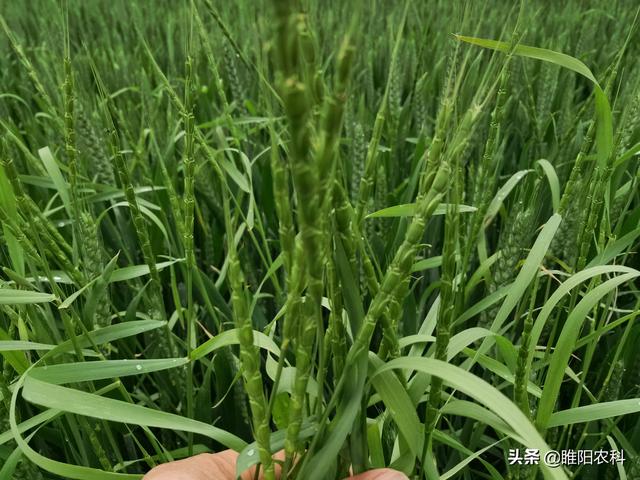 防治麦田节节麦，掌握住一个小技巧，一遍就能除干净小麦又安全2