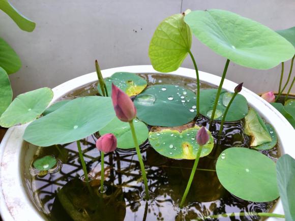 碗莲种植方法图解