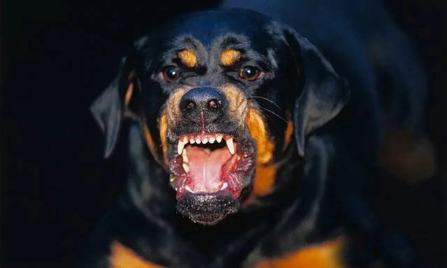 狗咬人图片表情包图片