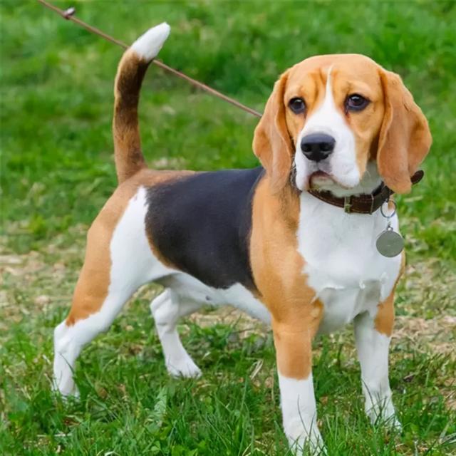 英国猎狐犬