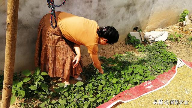 不用农药，有没有一些土办法，可以防治萝卜白菜上的菜青虫3