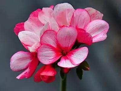 50种浪漫鲜花花语大全 50种浪漫鲜花花语大全（50种浪漫鲜花花语大全图片） 生活