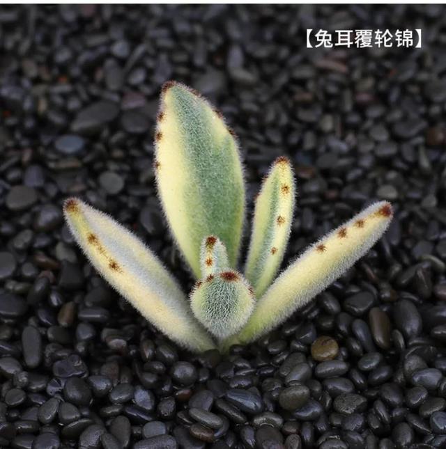 植物语