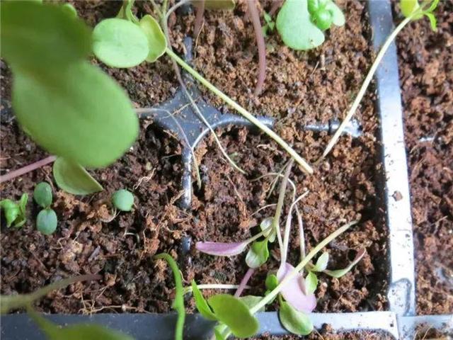 能磨芝麻核桃破碎机
