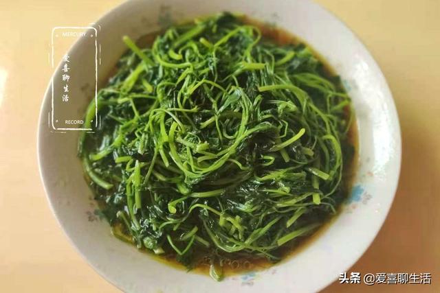 春季正是苜蓿最鲜美的时候，想吃需趁早，李时珍：头茬赛人参，鲜