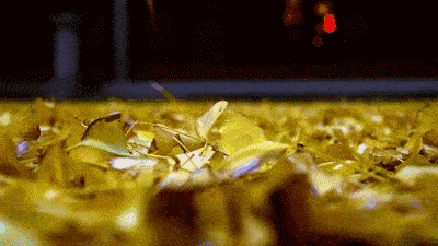 2019长沙药用机械展