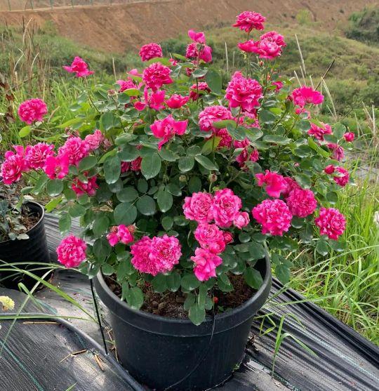 月季花品种