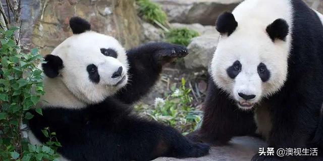 阿德莱德动物园大熊猫捐赠慈善晚宴完满结束