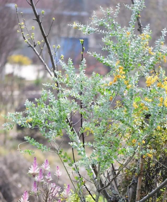 绒球花