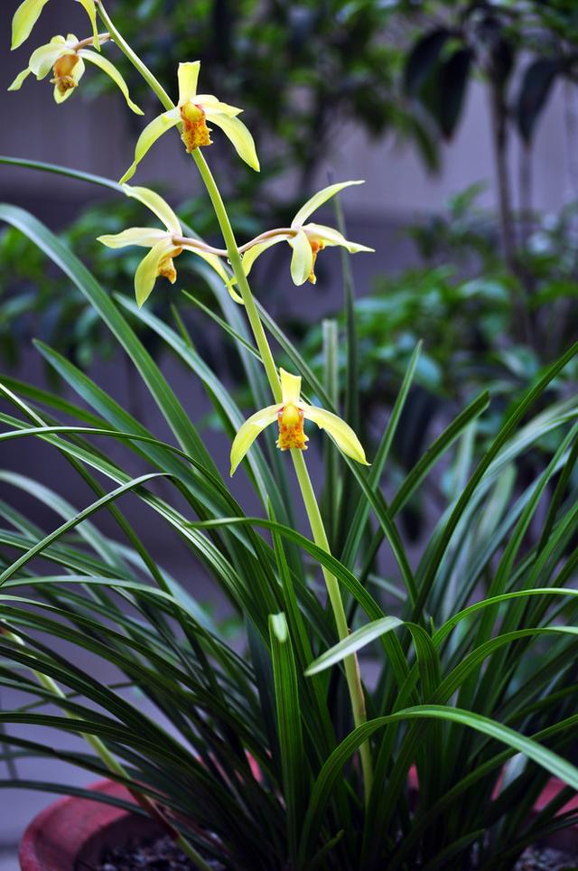 兰草花