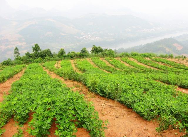 夏天阴雨连绵，夏播的花生你慌不慌？