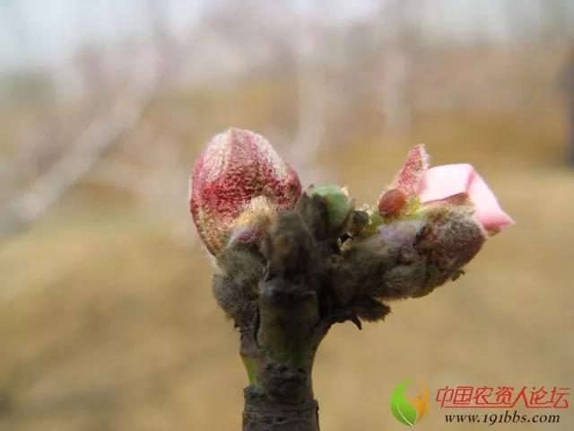 桃树蚜虫除不净！抗性强、繁殖快！掌握这几点药到虫净