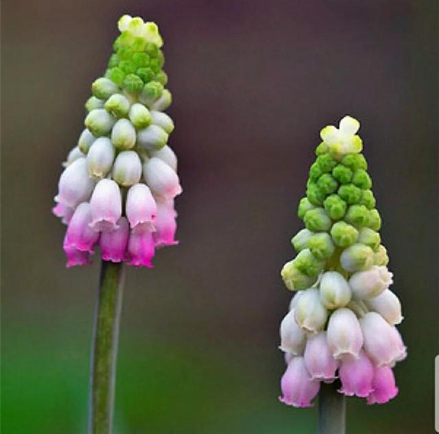 风信子花语