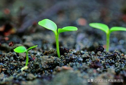 农作物喷洒植物生长调节剂有以下好处3