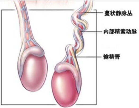 「睾丸扭转」是什么?想保住蛋蛋把握好黄金6小时_乐启网络健康症状网