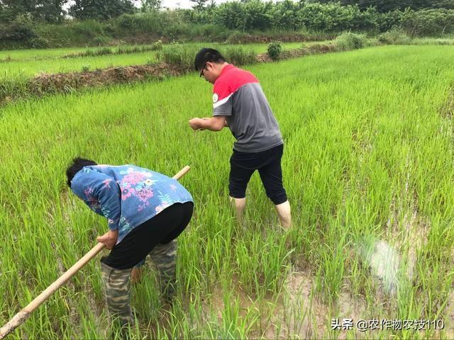 水稻直播、机插秧、套种除草技术要点和补防除草策略！看了不后悔5