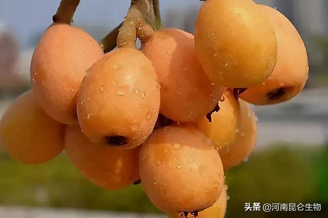 枇杷能用膨大剂吗？枇杷用什么膨大素好？枇杷喷什么叶面肥产量高3