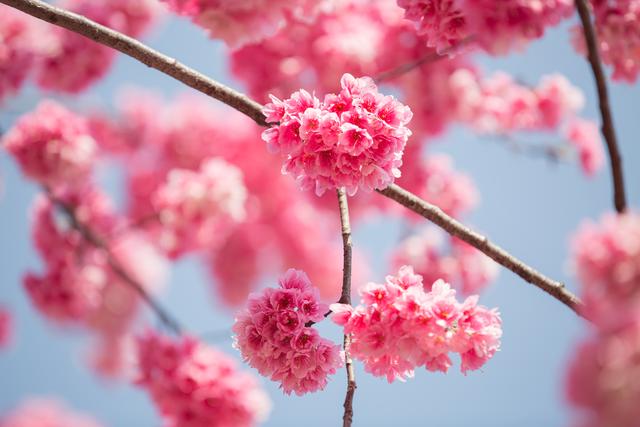 樱花图片