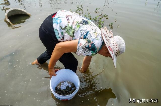 返乡创业项目，疫情常态化，农民工打工难，返乡创业有哪些适合的项目