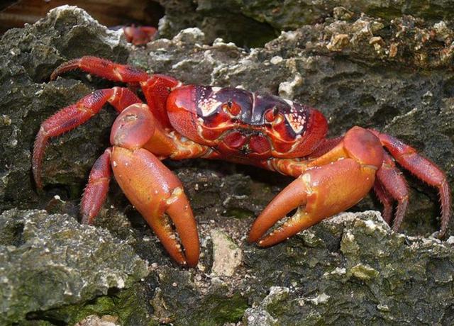 16年一遇！澳洲超过5000万只红蟹大迁徙，爆炒、下酒“爽翻”了？